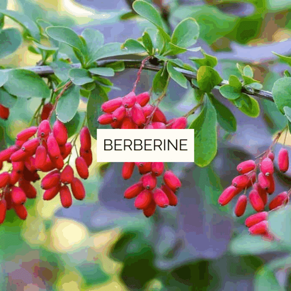 Berbérine Digest - 350 mg – Image 2