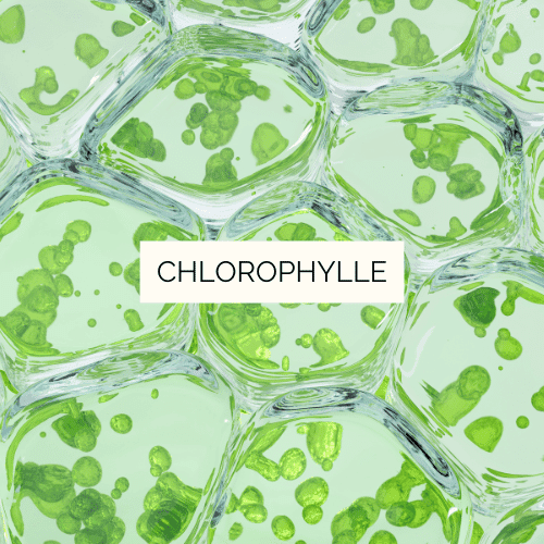 Chlorophylle