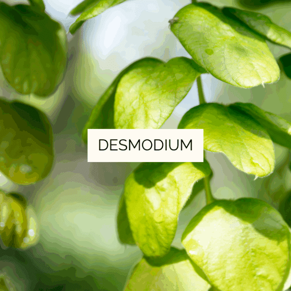 Desmodium Premium – Image 2