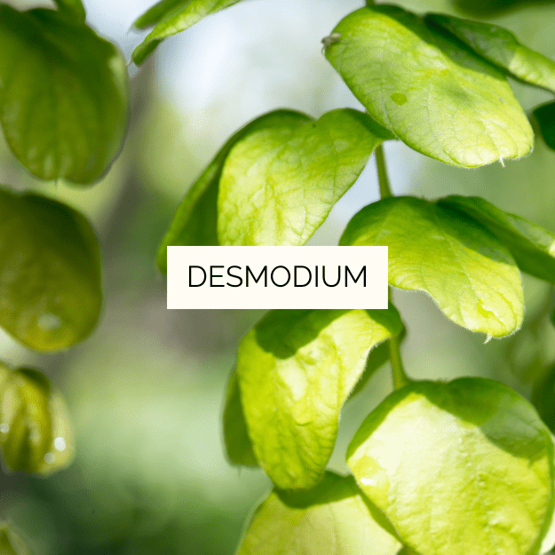 Desmodium Premium – Image 2