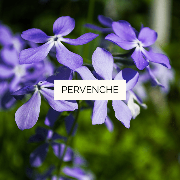 Pervenche Optima – Image 2