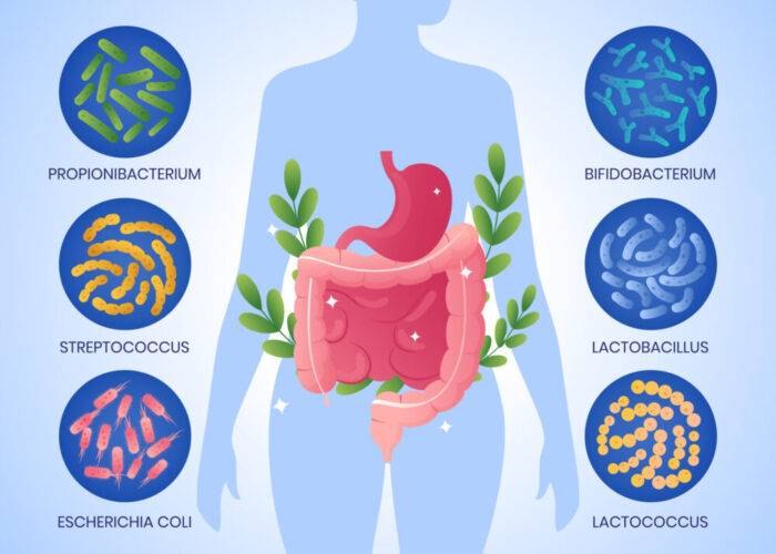 Microbiote intestinal : les principales bactéries de la flore intestinale