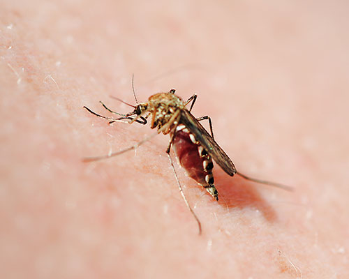 Moustique qui pique la peau d'une personne