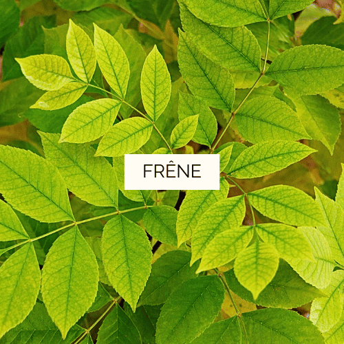 Teinture mère de Frêne élevé Bio - 125 ml – Image 2