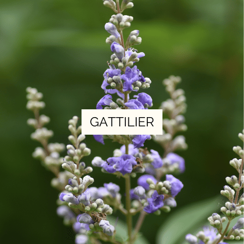 Teinture mère de Gattilier Bio - 125 ml – Image 2