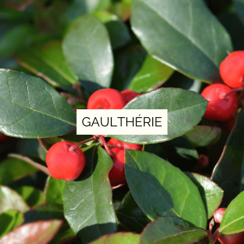 Huile essentielle de Gaulthérie couchée - Wintergreen Bio - 30 ml – Image 2