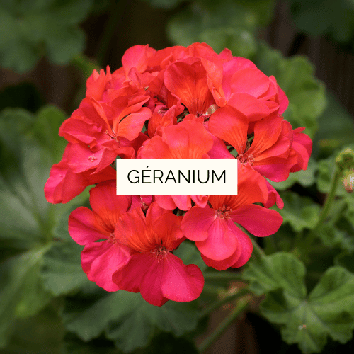 Huile essentielle de Géranium Bio - 10 ml et 30 ml – Image 2