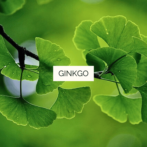 Teinture mère de Ginkgo Bio - 125 ml – Image 2