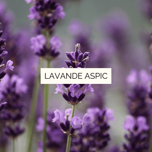 Huile essentielle de Lavande aspic Bio - 30 ml – Image 2