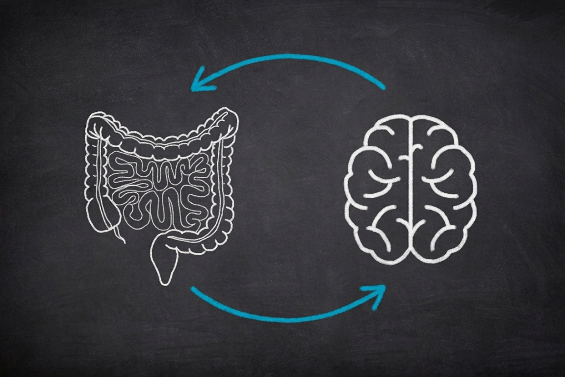 Connexion entre l'intestin et le cerveau