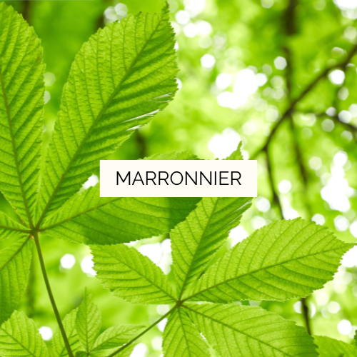 Macérat concentré de Marronnier Bio - 40 ml – Image 2