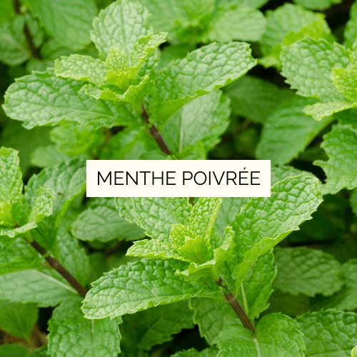 Huile essentielle de Menthe poivrée Bio - 30 ml – Image 2