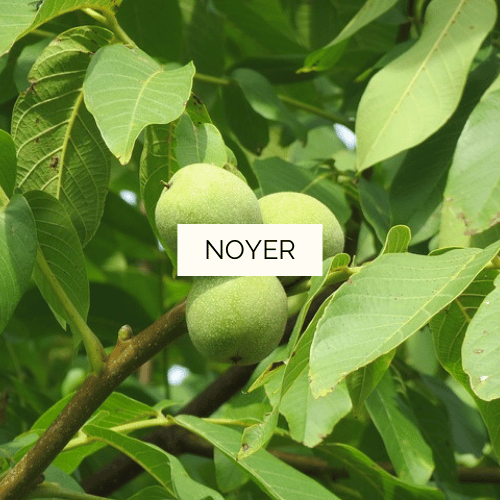 Macérat concentré de Noyer Bio - 40 ml – Image 2