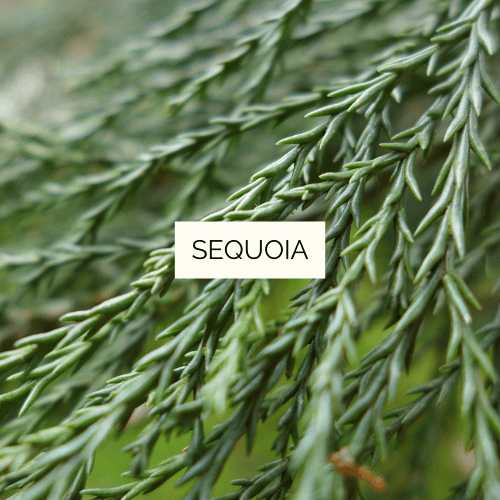 Macérat concentré de Sequoia Bio - 40 ml – Image 2