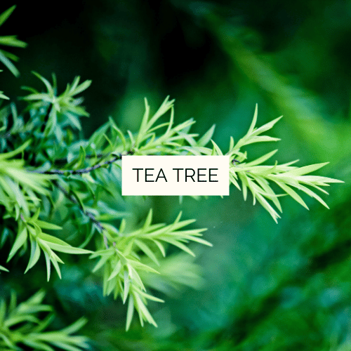 Huile essentielle de Tea-tree à terpinéol Bio - 30 ml – Image 2